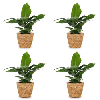 Green boutiQ - Musa Oriental Dwarf - Orientalische Zwergbanane - 4 Pflanzen - mit Seegraskorb - Topf 12cm - Höhe 30cm