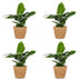 Green boutiQ - Musa Oriental Dwarf - Orientalische Zwergbanane - 4 Pflanzen - mit Seegraskorb - Topf 12cm - Höhe 30cm Bild 2