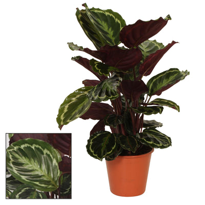 Calathea Medaillon – Ø19cm – ↕75cm – Blattpflanze mit Rot-Violettem Blattschmuck