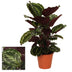 Calathea Medallion – Ø19cm – ↕75cm – Foliage Plant with Red-Violet Ornamental Leaves Bild 2
