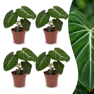 Green boutiQ - Philodendron Gloriosum - Gloriosum Philodendron - 4 Pflanzen - Topf 12cm - Höhe - 25cm