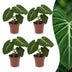 Green boutiQ - Philodendron Gloriosum - Gloriosum Philodendron - 4 Pflanzen - Topf 12cm - Höhe - 25cm Bild 1