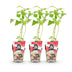 GreenboutiQ Himbeere 'Ottawa' - 3x Winterhart, Rote Früchte im 9cm Topf Bild 2