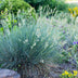 Ziergras Festuca glauca Intense Blue: Immergrün & Winterhart im 17cm Topf Bild 6