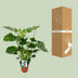 Monstera Deliciosa Fensterblatt Zimmerpflanze, 60 cm hoch Bild 4