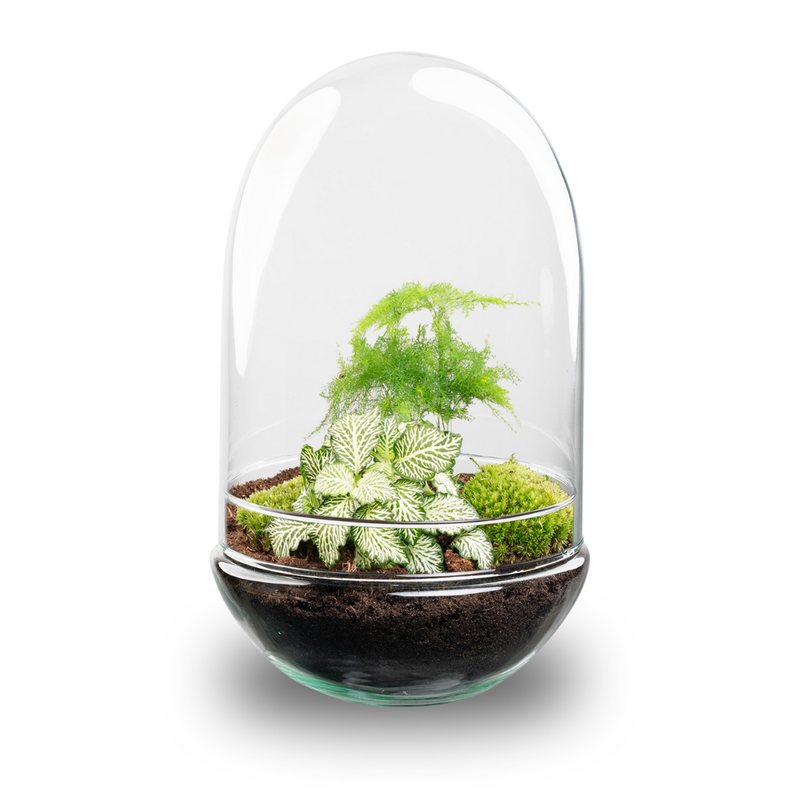 Flaschengarten Egg XL - DIY Pflanzterrarium Set