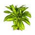 Dracaena Fragrans Massangeana Ø21cm - ↕90-110cm - Tropische Zimmerpflanze Bild 5