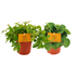 Peperomia Duo 2.0 - 2 Pflanzen im Ø10,5cm Topf Bild 1