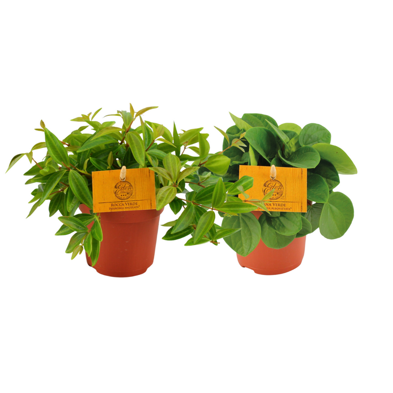 Peperomia Duo 2.0 - 2 Pflanzen im Ø10,5cm Topf