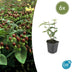 6x Hypericum inodorum - ↕10-25cm - Ø9cm Bild 1