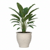 Topf Poseidon Kreideweiß D52 x H47 cm – Eleganter Pflanzentopf Bild 3