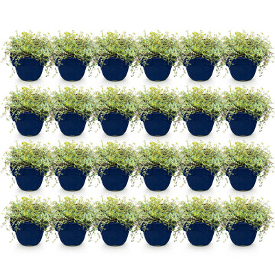 Green boutiQ - Stauden - Thymus praecox Minor - Kriechender Thymian - Duftend - Rosa - 24 Pflanzen - Topf 11cm - Höhe 15-25cm