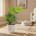 Hedera helix (Efeu) im 6cm Topf - Zimmer- & Terrarienpflanze Bild 3