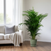 Dypsis Lutescens Palme - Ø24cm - ↕125cm Bild 5