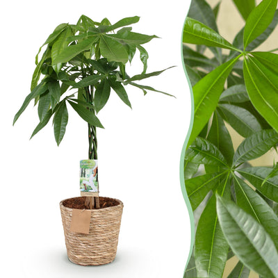 Geldbaum Pachira Aquatica mit geflochtenem Stamm, Topf 21cm