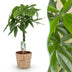 Geldbaum Pachira Aquatica mit geflochtenem Stamm, Topf 21cm Bild 1