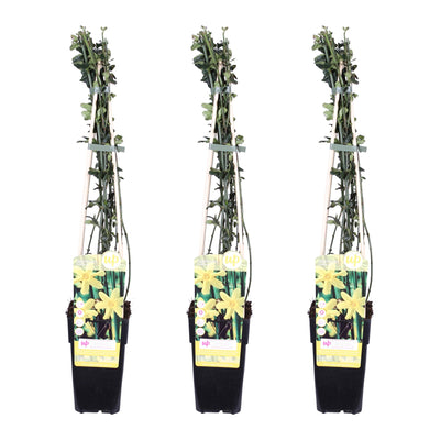 Winterjasmin (3x) - Jasminum nudiflorum - 65cm hoch