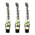 Winterjasmin (3x) - Jasminum nudiflorum - 65cm hoch Bild 1