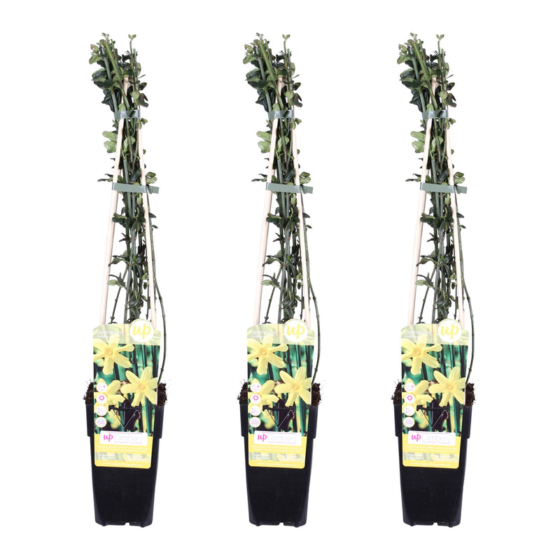 Winterjasmin (3x) - Jasminum nudiflorum - 65cm hoch