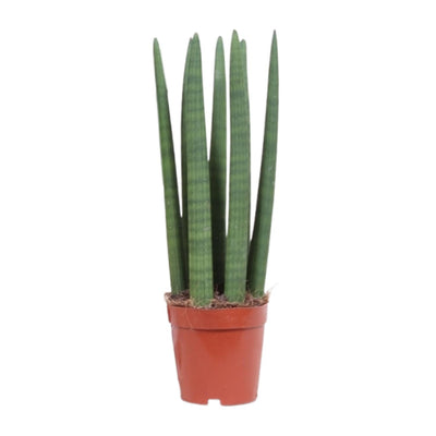 Sansevieria Straight im 12cm Topf - ca. 40cm hoch
