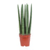 Sansevieria Straight im 12cm Topf - ca. 40cm hoch Bild 1