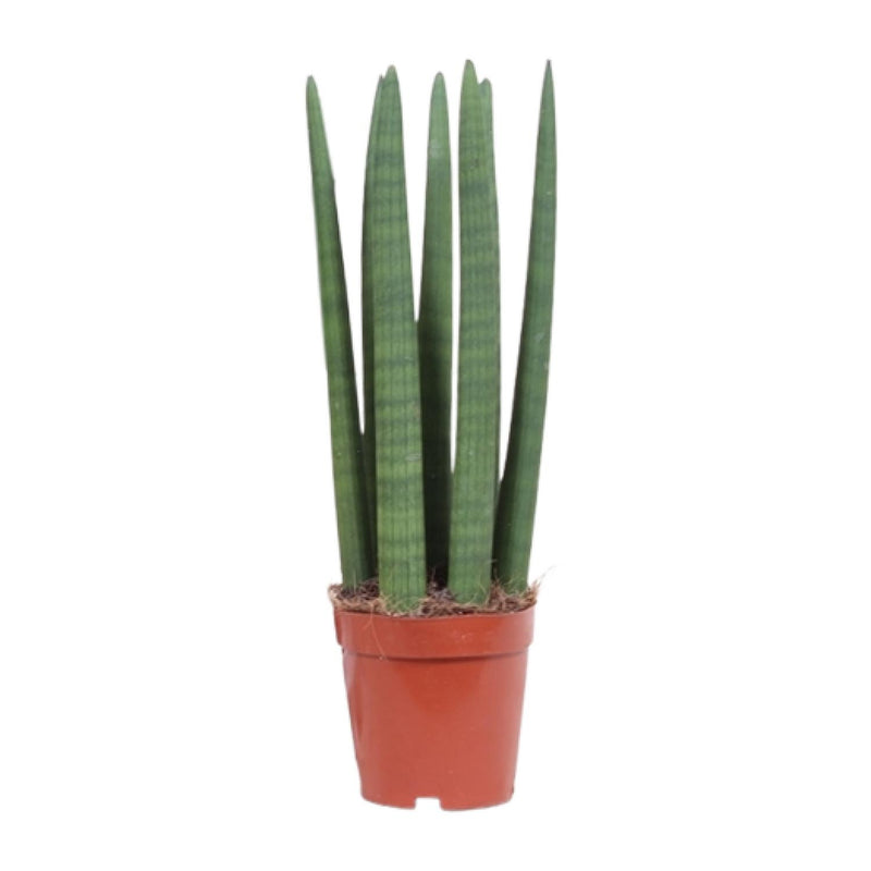 Sansevieria Straight im 12cm Topf - ca. 40cm hoch