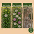 Passiflora Tricolour (9x) - Dreifarbige Passionsblume - Weiß, Lila, Rosa Bild 6