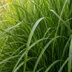 6x Miscanthus sinensis ‚Gracillimus‘ – Elegantes Prachtgras mit anmutig herabhängenden Blättern | Topfgröße 12 cm Bild 3