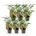 Bamboo 'Asian Wonder' - 6 plants, evergreen, non-spreading Bild 2
