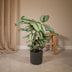 Calathea Whitestar - Pfauenpflanze, Ø19cm, ↕50cm Bild 5