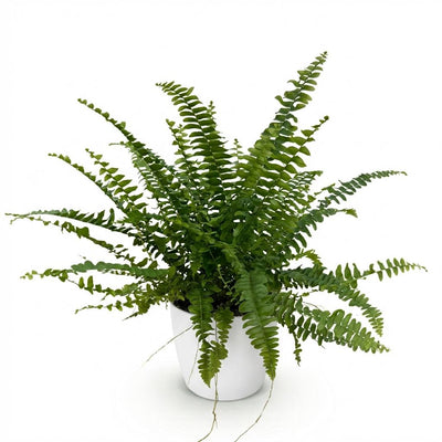Nephrolepis exaltata Green Lady Farn - Haustierfreundlich - Topf 12cm