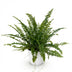 Nephrolepis exaltata Green Lady Farn - Haustierfreundlich - Topf 12cm Bild 2