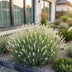 Green boutiQ - Perennial - Lavandula ang. Hidcote - Lavender - Fragrant - Purple - 12 Plants - Pot 11cm - Height 15-25cm Bild 6