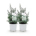 GreenboutiQ Eukalyptusbaum 'Eucalyptus gunnii', Grau, 2 Pflanzen, Winterhart Bild 2
