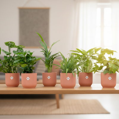 Überraschungsbox: 6 Zimmerpflanzen inkl. elho Vibes Fold Round Ø14 rosa Töpfe