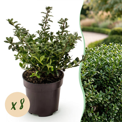 Green boutiQ - 8x Ilex crenata Stokes - Japanische Stechpalme - Heckenpflanzen - Immergrün - Grün - Topf 9cm - Höhe 20-30cm