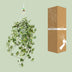Hedera Helix Gold Child Hängeampel XXL, Ø24cm, ca. 60cm hoch Bild 6