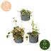3x Baby Peperomia Mix: Grün, Rot, Tropisch - Ø6cm Bild 5