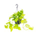 Epipremnum Golden Pothos (Scindapsus) - Hanging/Climbing Plant, Ø15, ↕25cm Bild 1
