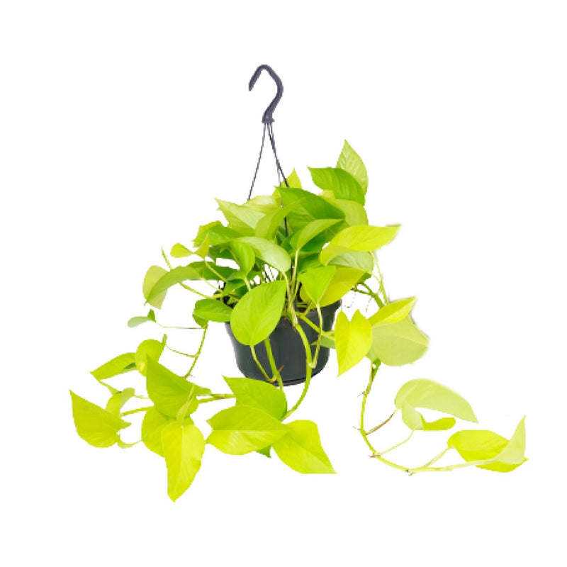 Epipremnum Golden Pothos (Scindapsus) - Hanging/Climbing Plant, Ø15, ↕25cm