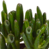 Crassula-Mix 3er Set im Terrakottatopf Bild 3