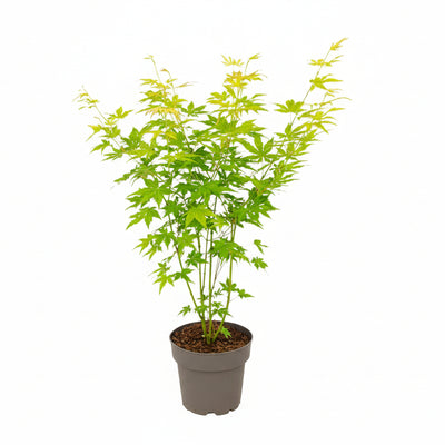 Acer palmatum 'Going Green' - Japanischer Ahorn, Ø15cm, 30cm hoch