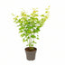 Acer palmatum 'Going Green' - Japanischer Ahorn, Ø15cm, 30cm hoch Bild 1