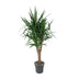 Verzweigte Elefantenpalme (Yucca Elephantipes) - 150 cm Bild 1