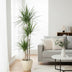 Dracaena Marginata Pflanze, 160cm hoch, ø24cm Topf Bild 3