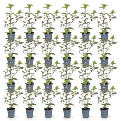 Green boutiQ - 24x Eleagnus ebbingei Compacta - Ölweide - Heckenpflanzen - Immergrün - Grau - Topf 9cm - Höhe 25-35cm