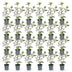 Green boutiQ - 24x Eleagnus ebbingei Compacta - Ölweide - Heckenpflanzen - Immergrün - Grau - Topf 9cm - Höhe 25-35cm Bild 7