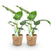 Green boutiQ - Zimmerpflanzen - Alocasia Cucullata - Buddhas Hand - Wenig Pflege - mit Korb - Grün - 2 Pflanzen - Topf 17cm - Höhe 60-65cm Bild 2