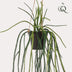 Künstliche Rhipsalis - Korallenkaktus, 85 cm Bild 3