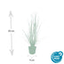 12x Federgras 'Hameln' (10-25cm, Ø9cm) - Eleganz für Ihren Garten Bild 3